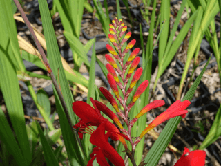 CROCOSMIA 'Lucifer'