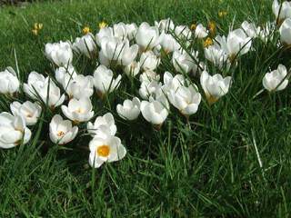 CROCUS 'Ard Schenk'