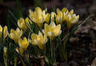 CROCUS 'romance'