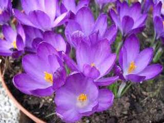 Crocus - CROCUS tommassinianus 'Ruby Giant' -lot de 25- - Bulbe