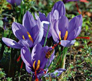 Crocus à safran - CROCUS sativus - lot de 40 - Bulbe