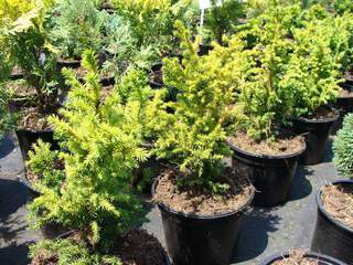 CRYPTOMERIA japonica 'Vilmoriana'AT