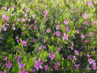 Fausse bruyère - CUPHEA hyssopifolia 'Magenta' - Arbuste