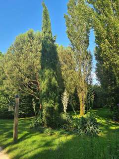 Cupressus sempervirens Totem