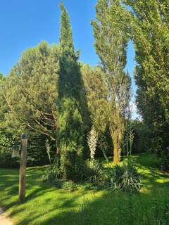 Cupressus sempervirens Totem