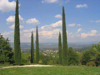 Cupressus Totem