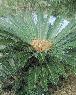 Cycas revoluta