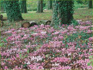 Cyclamen-hederifolium