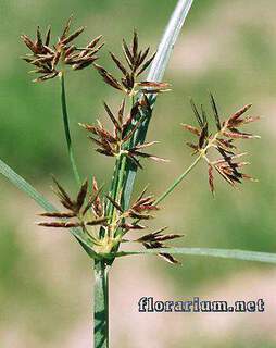 Cyperus longus