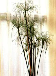 Cyperus papyrus