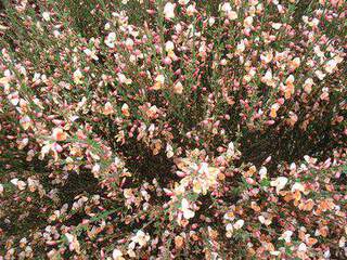 Genêt - CYTISUS praecox 'Zeelandia' - Arbuste