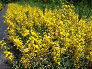 Cytisus Cyni