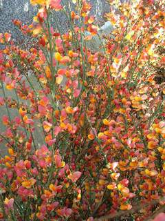 Genêt - CYTISUS scoparius 'La Coquette' - Arbuste