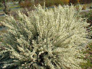 Genêt - CYTISUS praecox 'Alba' - Arbuste