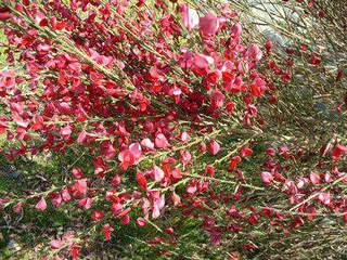 CYTISUS scopiarus Boskoop ruby