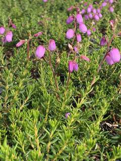 Bruyère d'Irlande - DABOECIA cantabrica 'Atropurpurea' - Arbuste