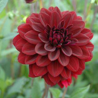 Dahlia décoratif - DAHLIA décoratif arabian night - Bulbe