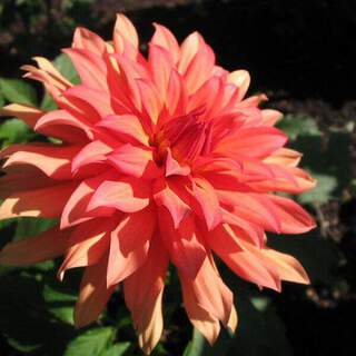 Dahlia - DAHLIA décoratif autumn fairy - Bulbe