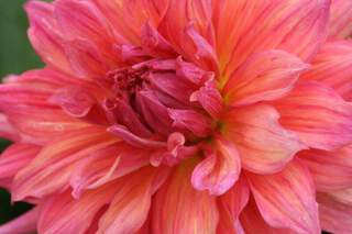 Dahlia - DAHLIA décoratif géant Belle of Barmera - Bulbe