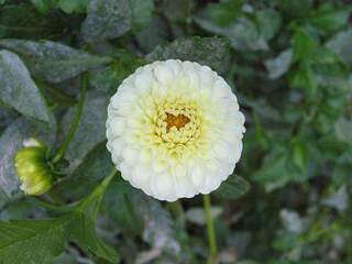 Dahlia Boule de neige