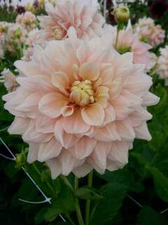Dahlia - DAHLIA décoratif Break Out - Bulbe