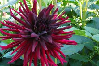 Dahlia cactus - DAHLIA cactus 'chat noir' - Bulbe