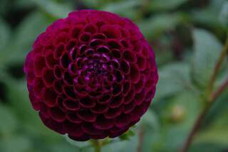 Dahlia downham royal