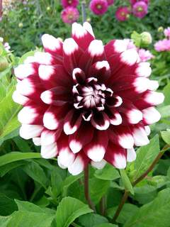 Dahlia décoratif - DAHLIA décoratif Duet - Bulbe