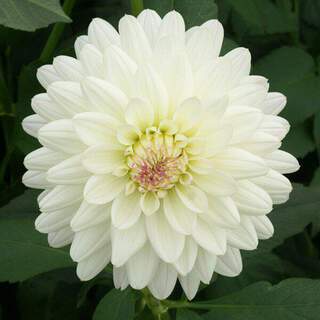 Dahlia nain - DAHLIA pompon flirt - Bulbe