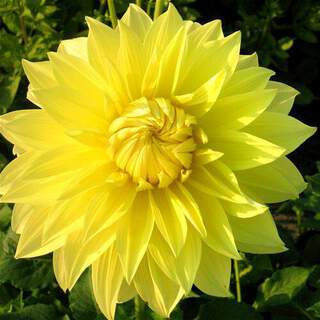 Dahlia décoratif - DAHLIA décoratif Glory of Heemstede - Bulbe