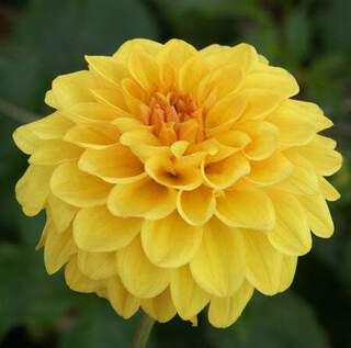 Dahlia golden sceptre