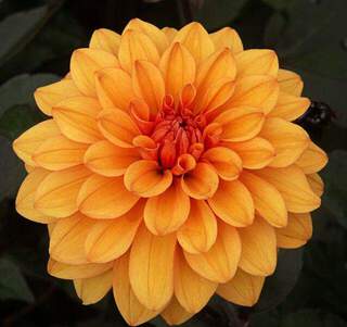 Dahlia décoratif - DAHLIA décoratif david howard - Bulbe