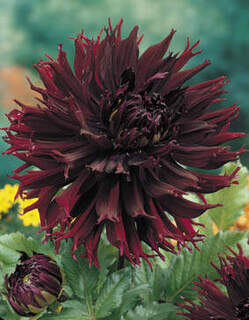 Dahlia cactus - DAHLIA cactus dentelle split Kenora Macob - Bulbe