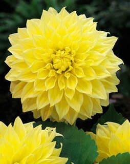Dahlia - DAHLIA décoratif géant Kelvin Floodlight - Bulbe
