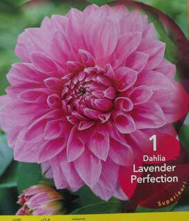 Dahlia - DAHLIA décoratif géant Lavender perfection - Bulbe