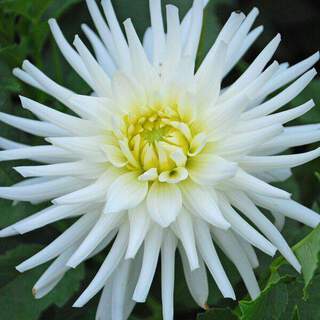 Dahlia cactus - DAHLIA cactus 'my love' - Bulbe