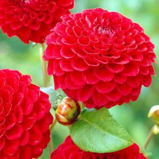 Dahlia nain - DAHLIA pompon nescio - Bulbe