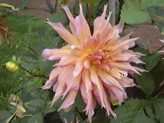 Dahlia cactus à dentelle - DAHLIA cactus dentelle split Omega - Bulbe