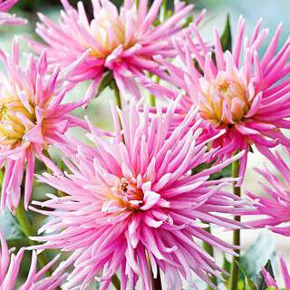 Dahlia cactus - DAHLIA cactus 'park princess' - Bulbe