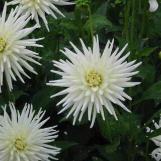 Dahlia cactus - DAHLIA cactus 'playa blanca' - Bulbe