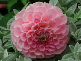 Dahlia pompon rose