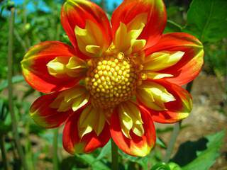 DAHLIA Pooh