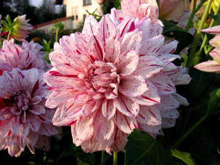 Dahlia décoratif - DAHLIA décoratif Prince Carnaval - Bulbe