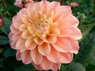 Dahlia Princesse Elisabeth