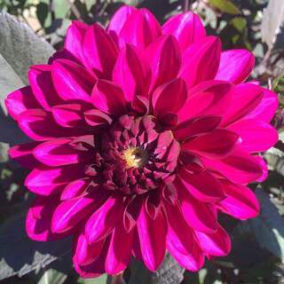 Dahlia - DAHLIA décoratif purple flame - Bulbe
