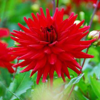 Dahlia cactus - DAHLIA cactus 'red pigmmy' - Bulbe