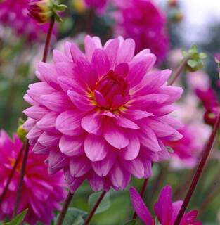 Dahlia - DAHLIA décoratif rosella - Bulbe