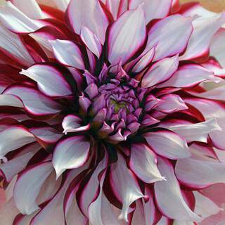 Dahlia décoratif - DAHLIA décoratif tartan - Bulbe