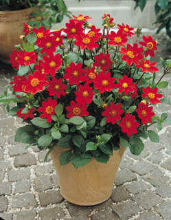 Dahlia Topmix Rouge