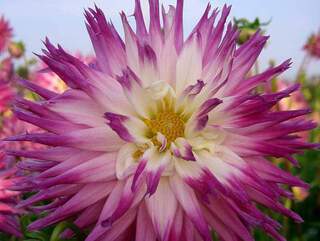 Dahlia cactus - DAHLIA cactus dentelle split Veritable - Bulbe